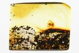 Fossil Assassin Spider (Archaeidae) In Baltic Amber - Rare! #381573-1